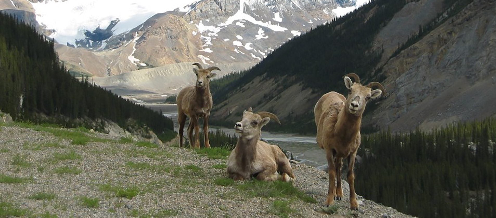 See bighorn sheep on the Evening Wildlife Safari Tour with Discover Banff Tours