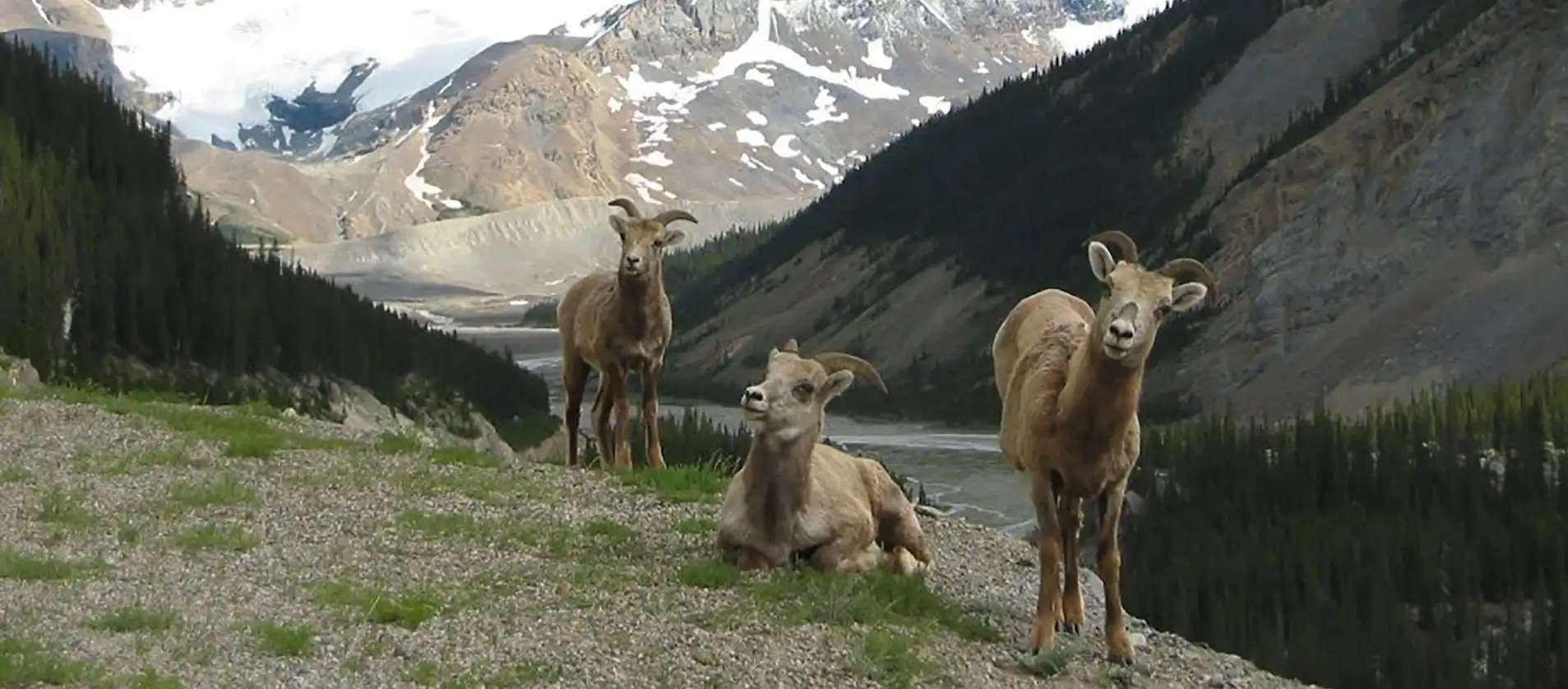 See bighorn sheep on the Evening Wildlife Safari Tour with Discover Banff Tours