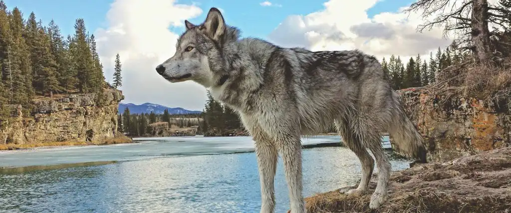 Yamnuska Wolfdog Sanctuary Wolfdog by River