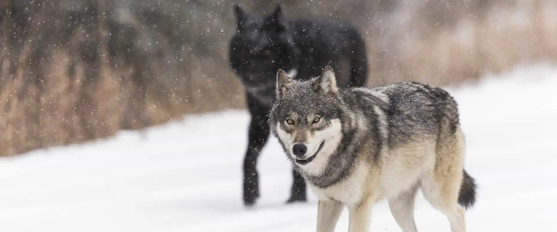See wolves on a wildlife tour in Banff National Park