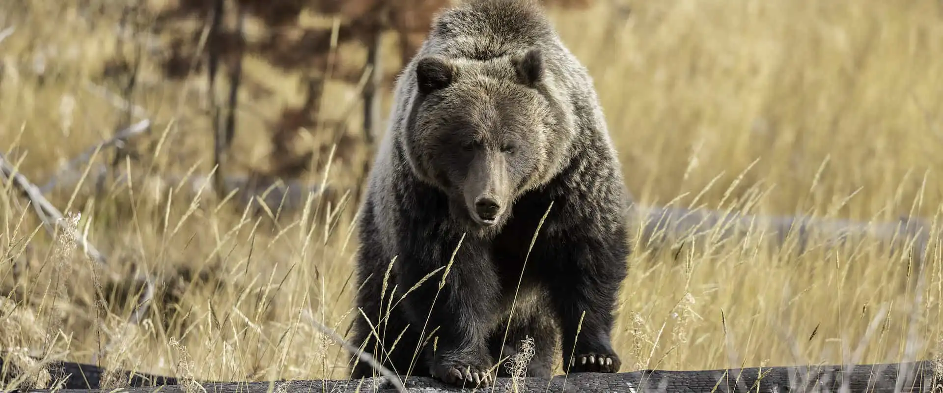 See bears in Banff National Park on a wildlife tour with Discover Banff Tours