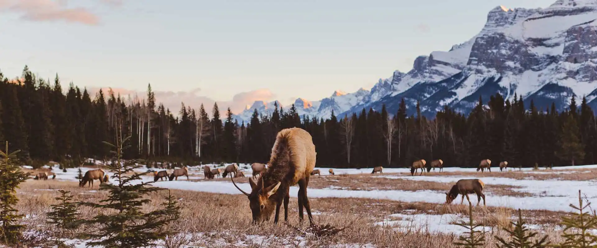 See elk in Banff National Park on the Evening Wildlife Safari with Discover Banff Tours
