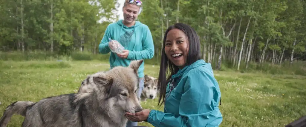 The interactive tour allows you to feed wolfdogs at the Yamnuska Wolfdog Sanctuary near Banff in the Canadian Rockies