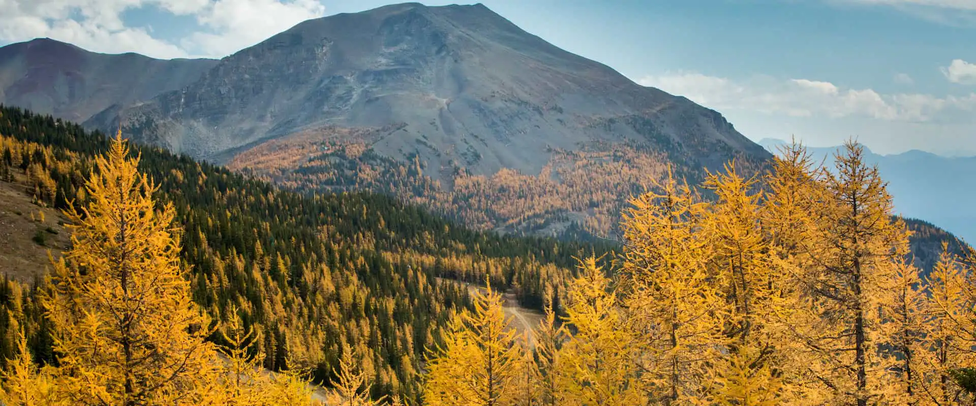 See fall colours and larch trees at Larch Valley with Discover Banff Tours