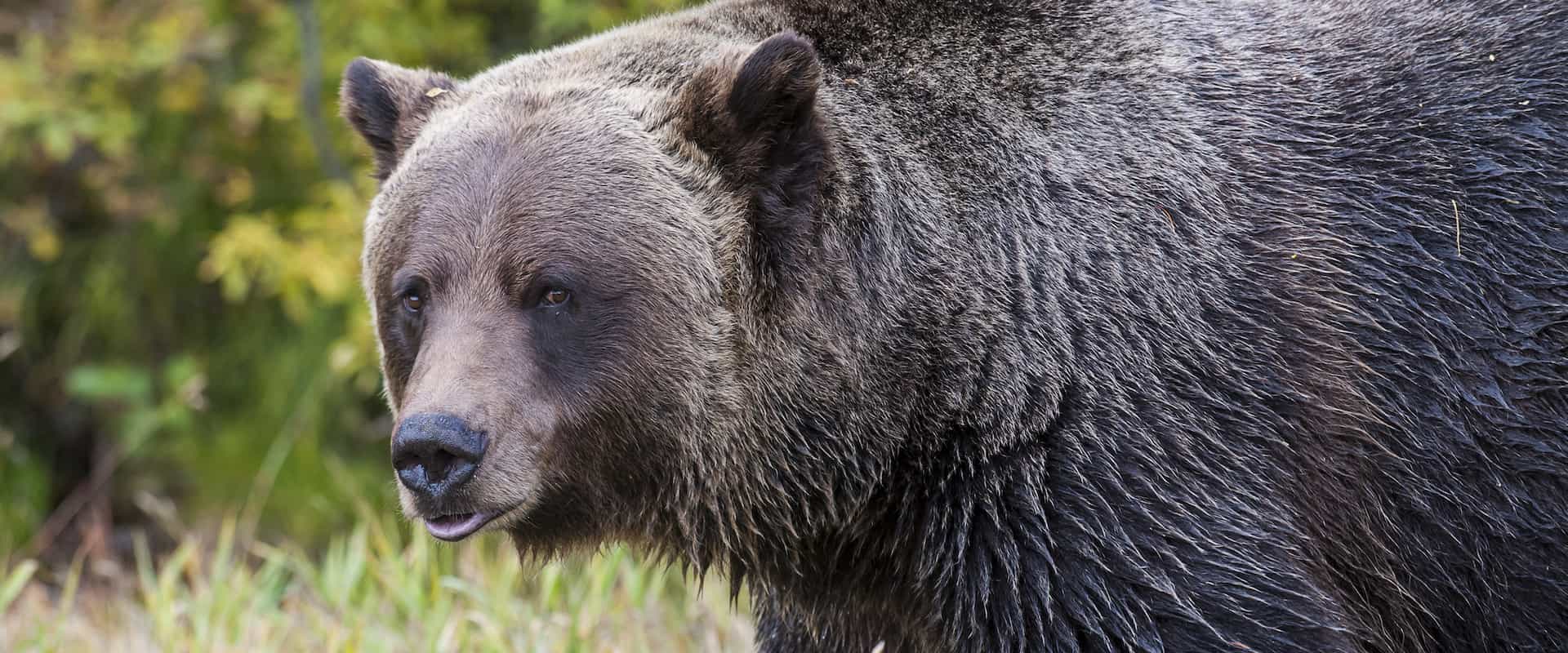 See Boo the grizzly bear right up close on the Discover Grizzly Bears Tour with Discover Banff Tours in the Canadian Rockies