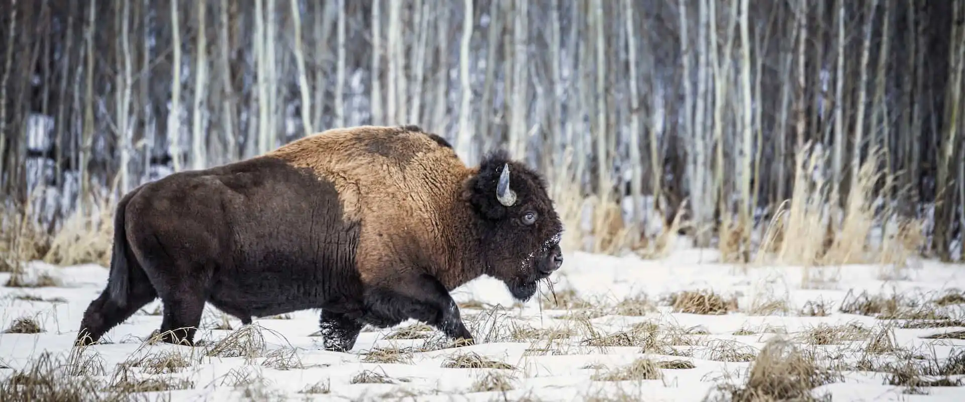 Bison have returned to Banff National Park in the Canadian Rockies