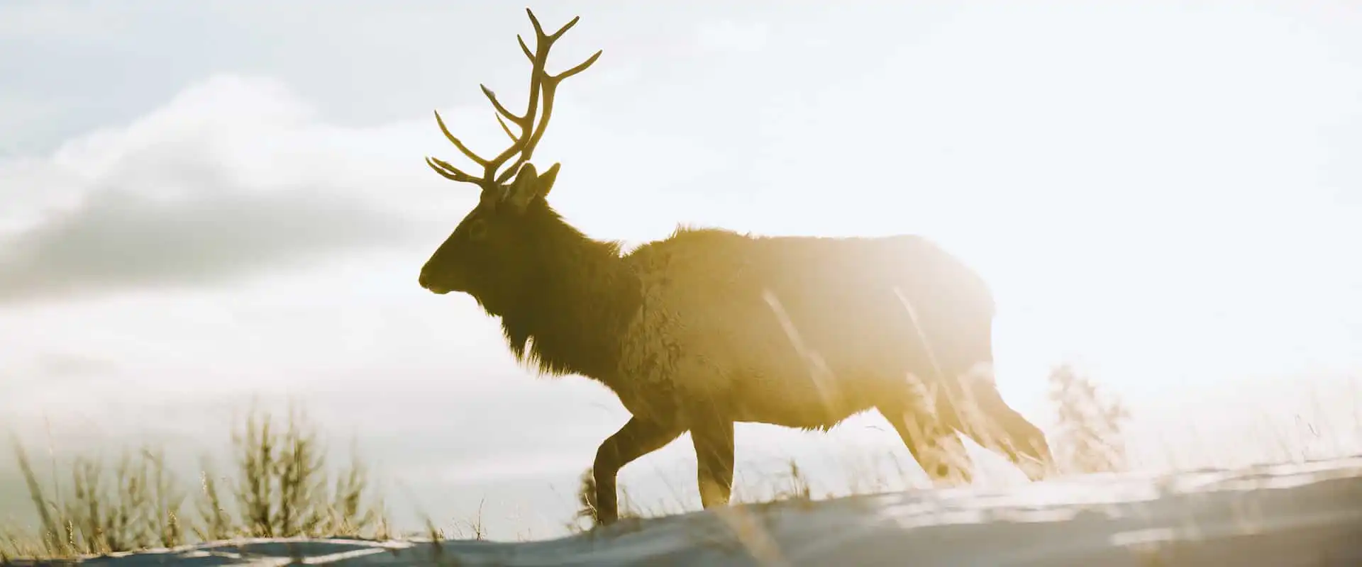 See wildlife such as elk in Banff National Park