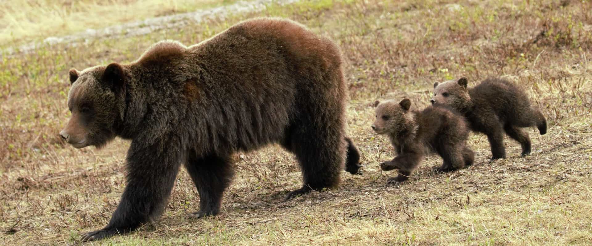 See grizzly bears and wildlife in the Canadian Rockies