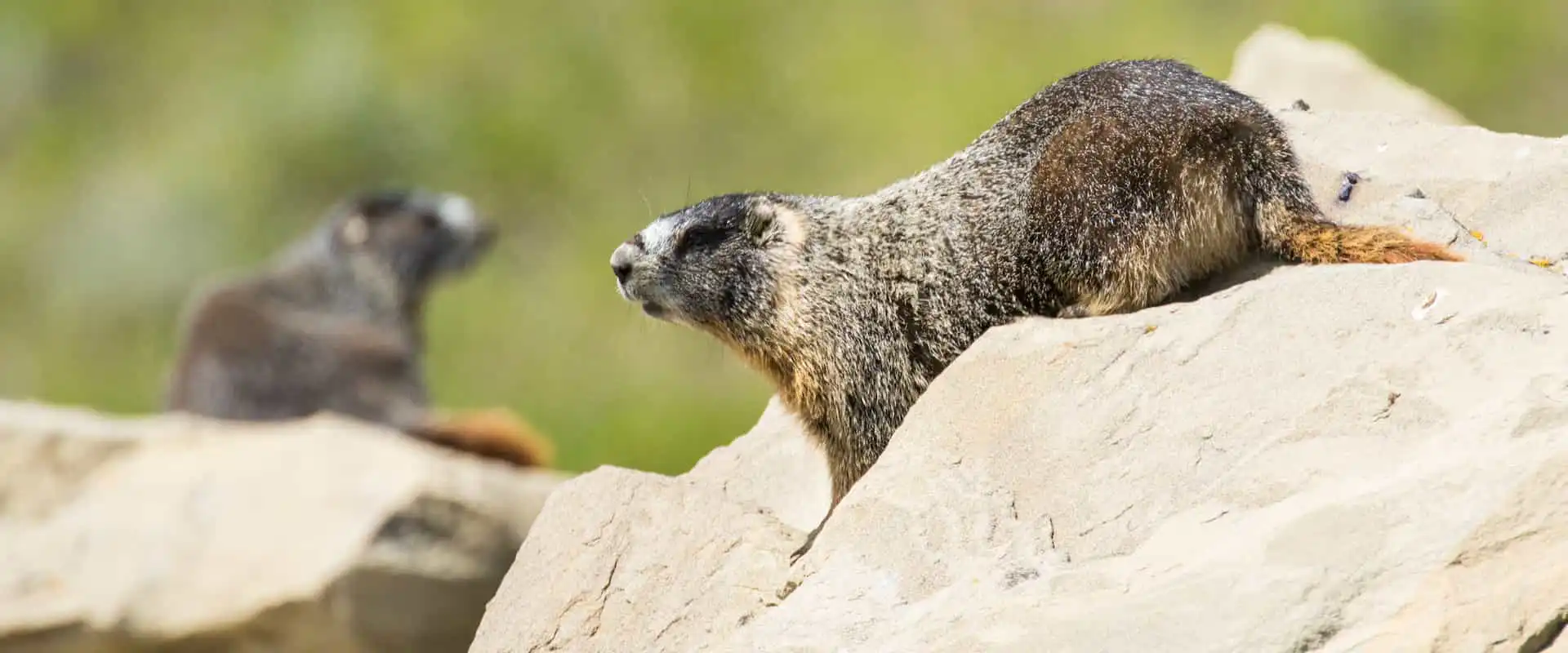 See wildlife such as marmots in Banff National Park