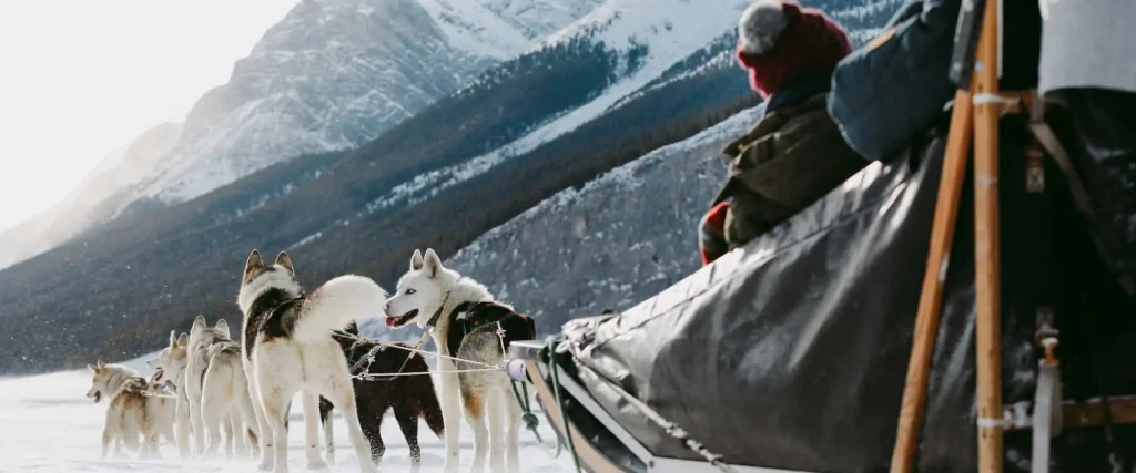 Drive your own team of dogs on a dogsled tour at Spray Lakes