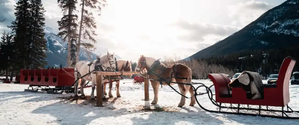 Banff winter sleigh rides